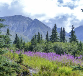 Tour of Denali formerly known as Mount Mckinley tours